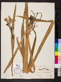Iris shrevei image