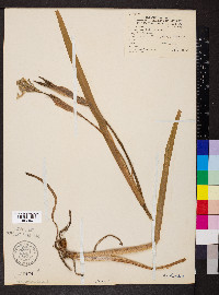 Iris shrevei image