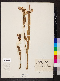 Iris shrevei image