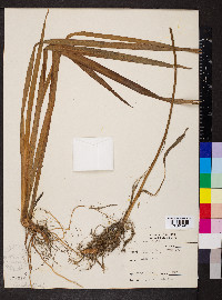 Iris shrevei image