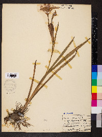 Iris versicolor image