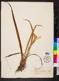 Iris bracteata image