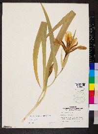 Iris brevicaulis image