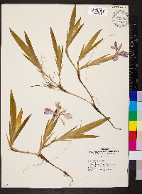 Iris cristata image