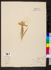 Iris cristata image