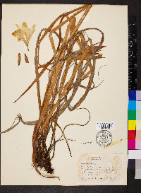 Iris douglasiana image