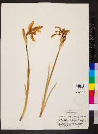 Iris missouriensis image