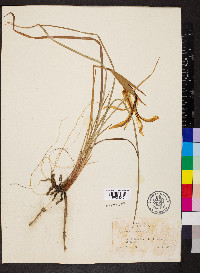 Iris tenuissima image