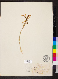 Iris tenuissima image