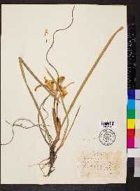 Iris tenuissima image