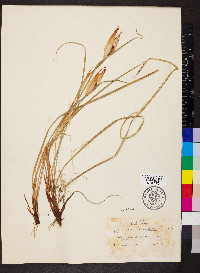 Iris tenuissima image