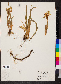 Iris verna var. smalliana image