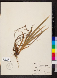Iris verna image
