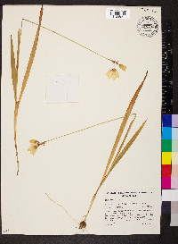 Ixia maculata image