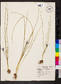 Romulea rosea image