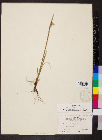 Sisyrinchium albidum image