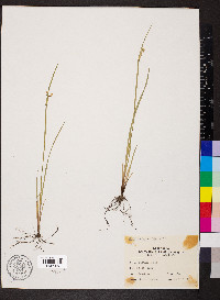 Sisyrinchium albidum image