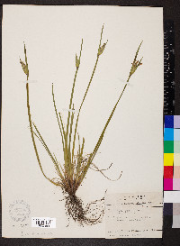 Sisyrinchium albidum image