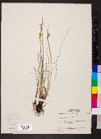 Sisyrinchium albidum image