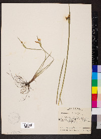 Sisyrinchium albidum image