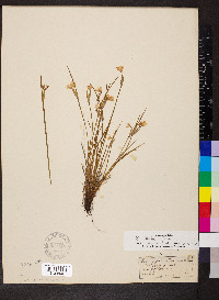 Sisyrinchium albidum image