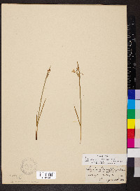 Sisyrinchium albidum image