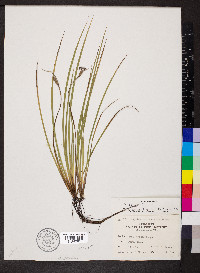 Sisyrinchium albidum image