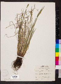 Sisyrinchium albidum image