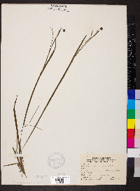 Sisyrinchium albidum image