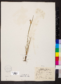 Sisyrinchium albidum image