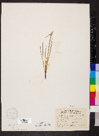 Sisyrinchium albidum image