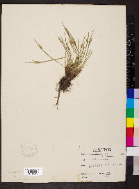 Sisyrinchium albidum image