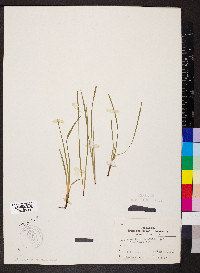 Sisyrinchium albidum image