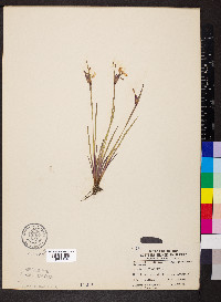 Sisyrinchium albidum image