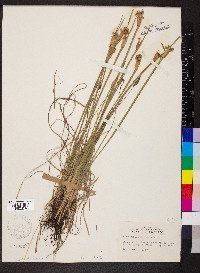 Sisyrinchium albidum image