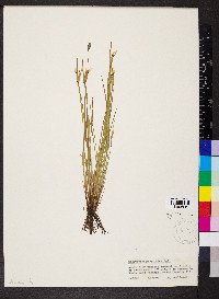 Sisyrinchium albidum image