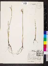 Sisyrinchium albidum image