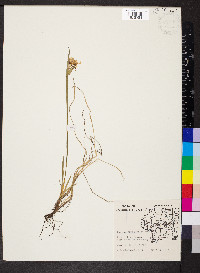 Sisyrinchium albidum image