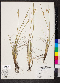 Sisyrinchium albidum image