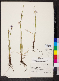 Sisyrinchium albidum image