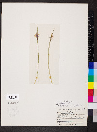 Sisyrinchium albidum image