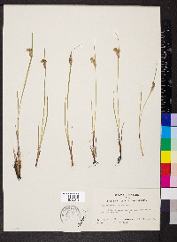 Sisyrinchium albidum image