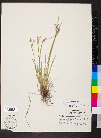 Sisyrinchium albidum image