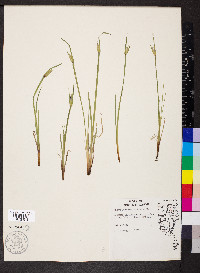 Sisyrinchium albidum image