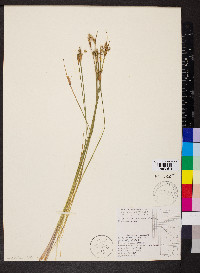 Sisyrinchium campestre image