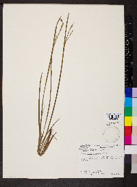 Sisyrinchium atlanticum image