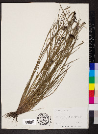 Sisyrinchium biforme image