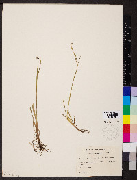 Sisyrinchium demissum image