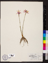 Sisyrinchium inflatum image