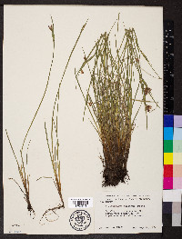 Sisyrinchium montanum image